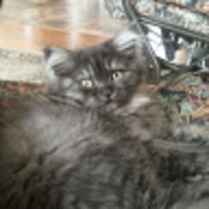 Meet your Posher, Dany